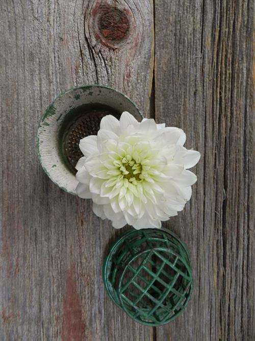 WHITE DAHLIA